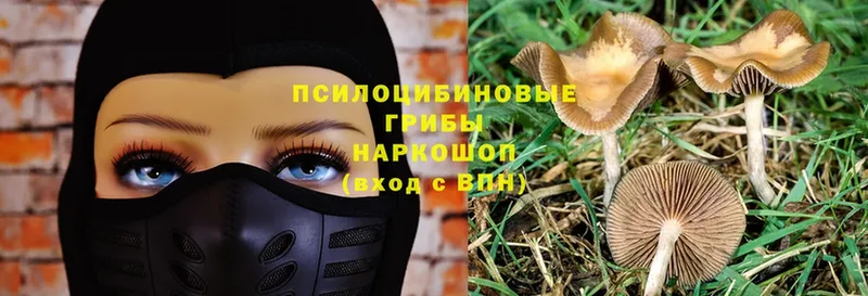 Псилоцибиновые грибы Psilocybine cubensis  Жирновск 